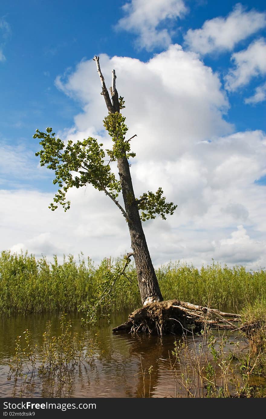 Old tree costing in water. Old tree costing in water