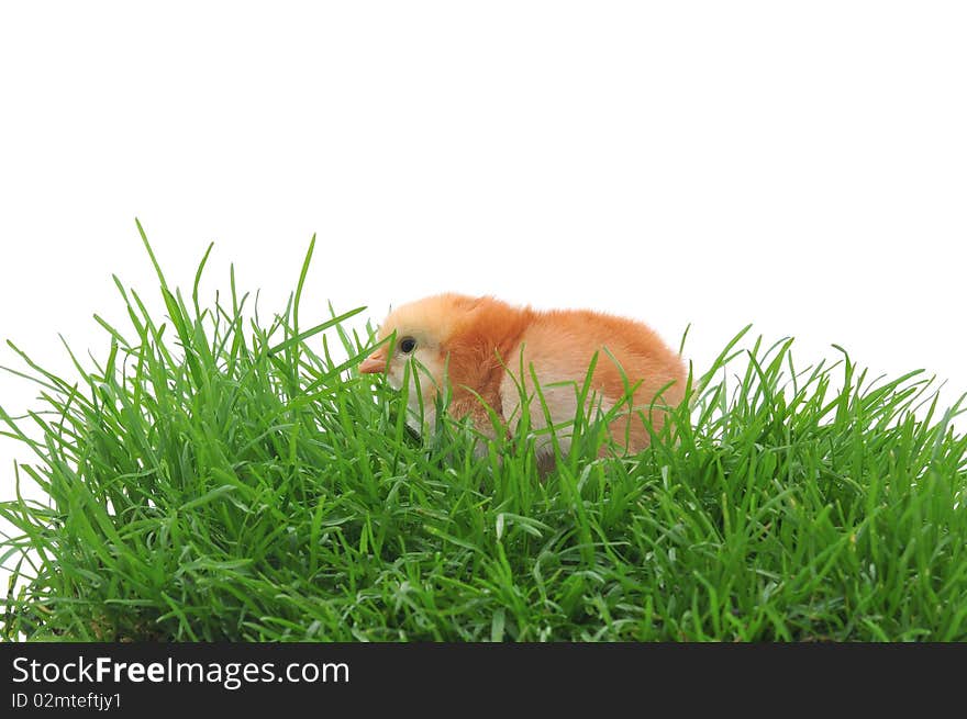 Chick in grass