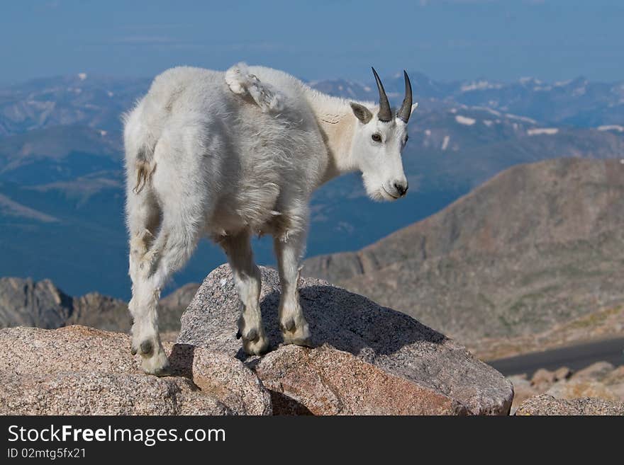 Mountain Goat on Mt. Evans, Colorado. Mountain Goat on Mt. Evans, Colorado