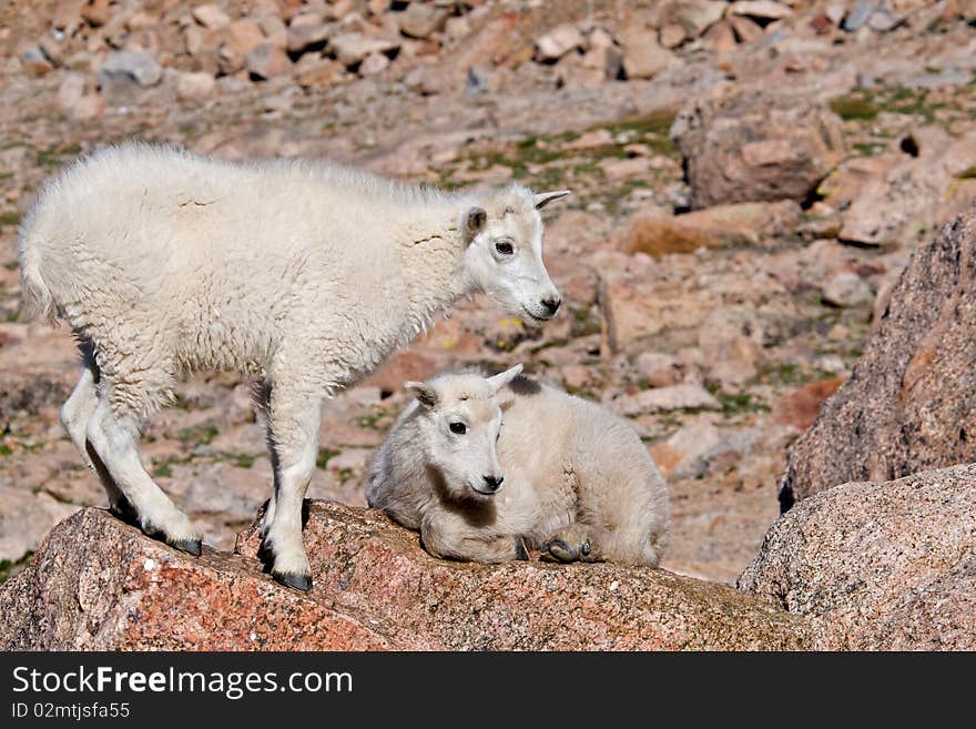 Mountain Goat on Mt. Evans, Colorado. Mountain Goat on Mt. Evans, Colorado