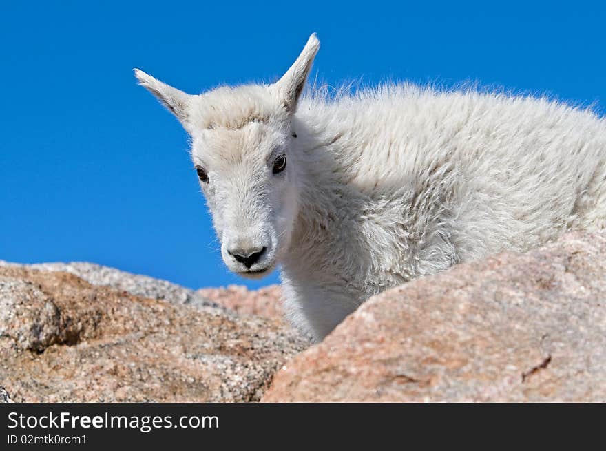 Mountain Goat on Mt. Evans, Colorado. Mountain Goat on Mt. Evans, Colorado