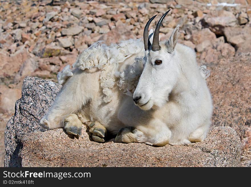 Mountain Goat on Mt. Evans, Colorado. Mountain Goat on Mt. Evans, Colorado