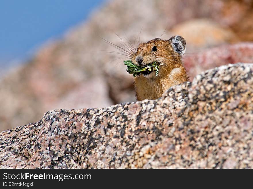 Pika foraging for food