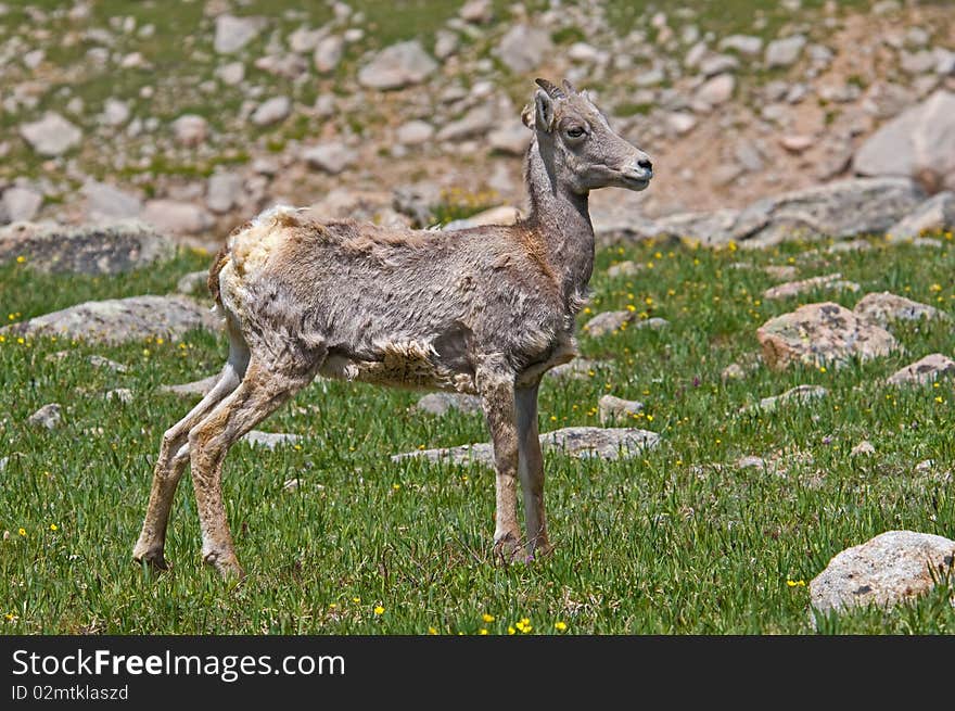 Big Horn Sheep lamb on Mt. Evans, Colorado