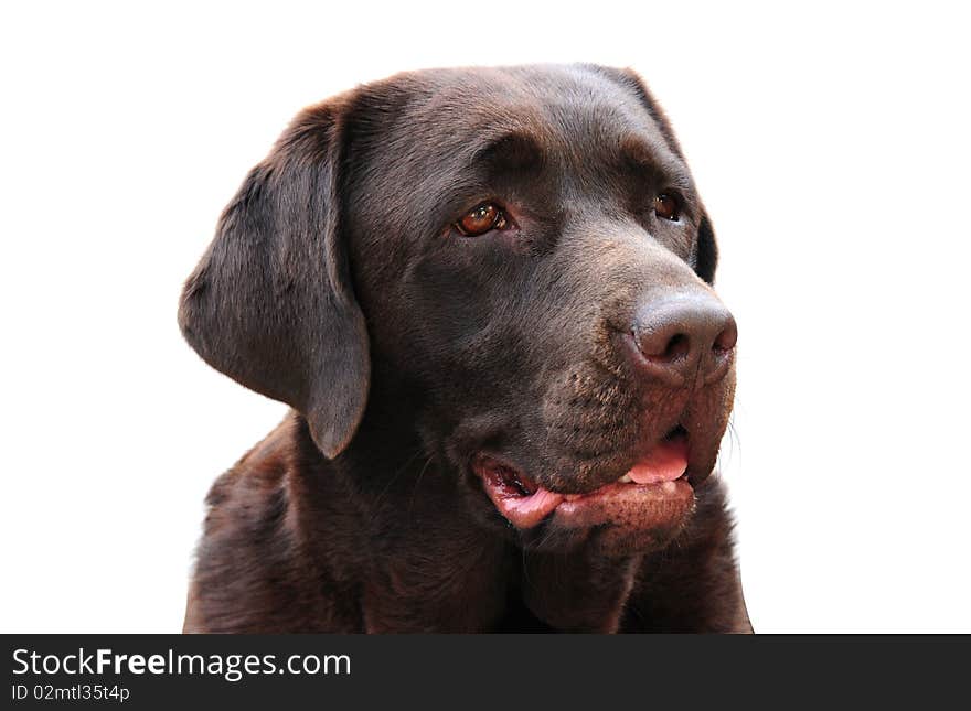 Close up shot of a cute labrador on white. Close up shot of a cute labrador on white