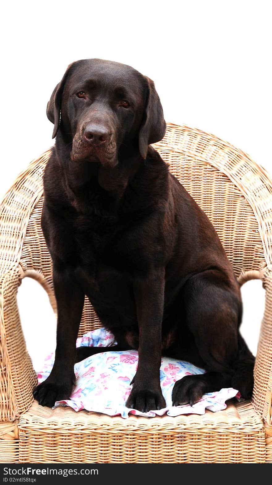 Close up shot of a cute labrador on a chair on white. Close up shot of a cute labrador on a chair on white