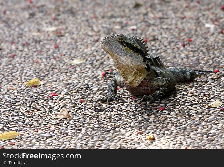 An Australian lizard sitting on a footpath.