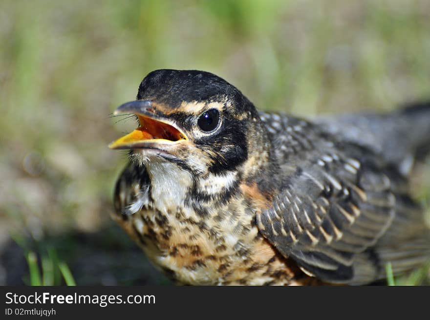 Alaskan Robin