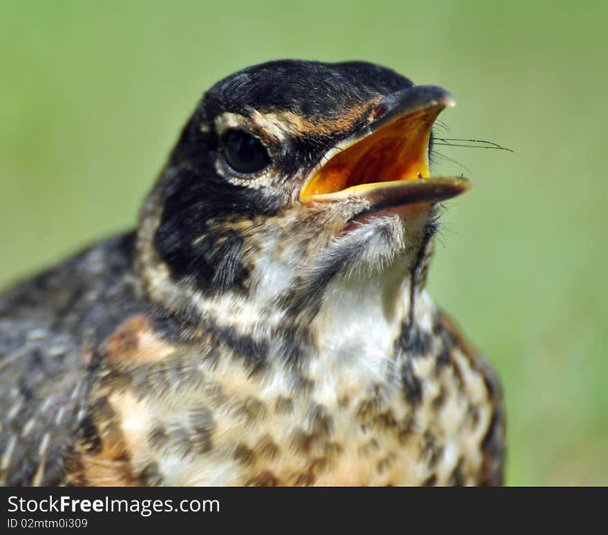 Close up of an Alaskan Robin. Close up of an Alaskan Robin