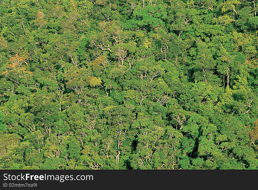 Texture of tropical forest