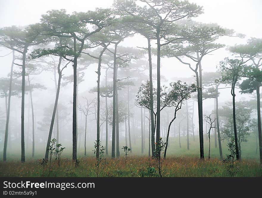 Pine forest and the mist