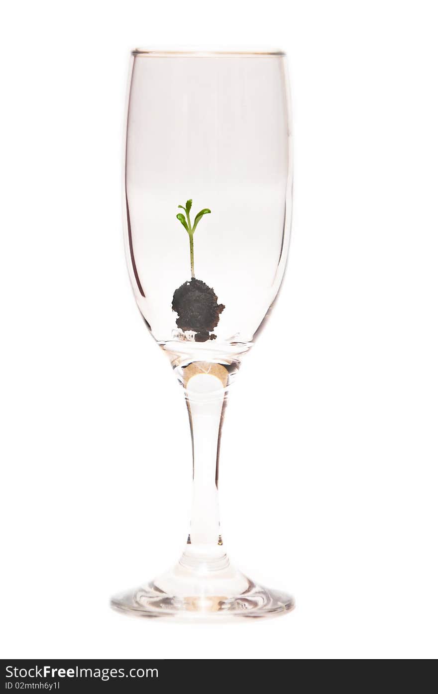 A young seedling in a glass container isolated on a white background. A young seedling in a glass container isolated on a white background.