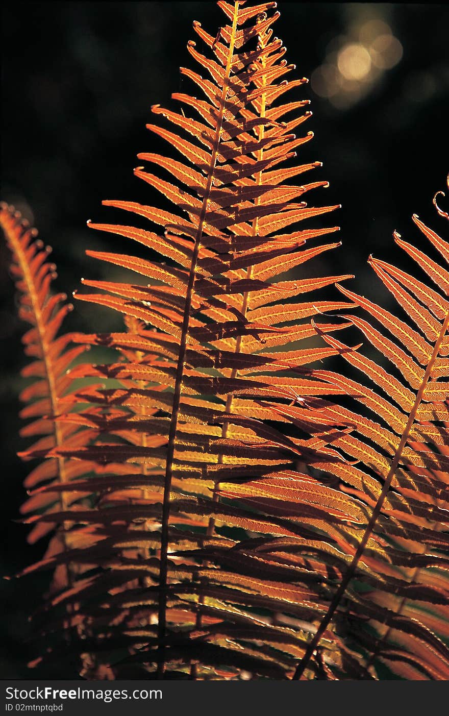 Texture of tropical leaf