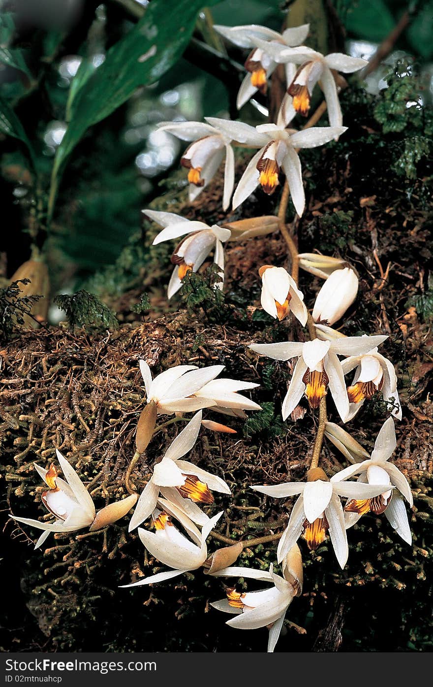 Forest Orchid in south of Thailand