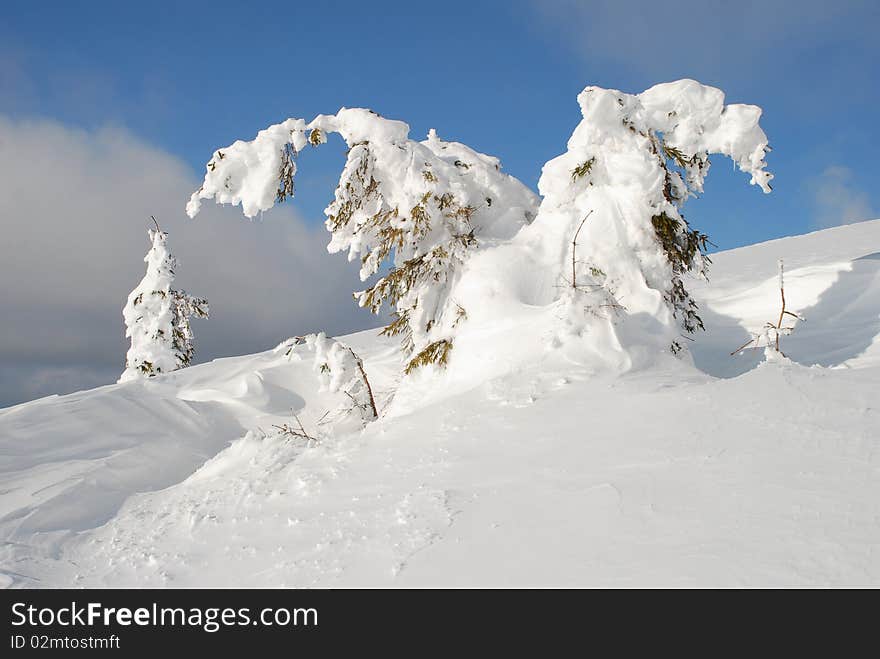 White Hillside.