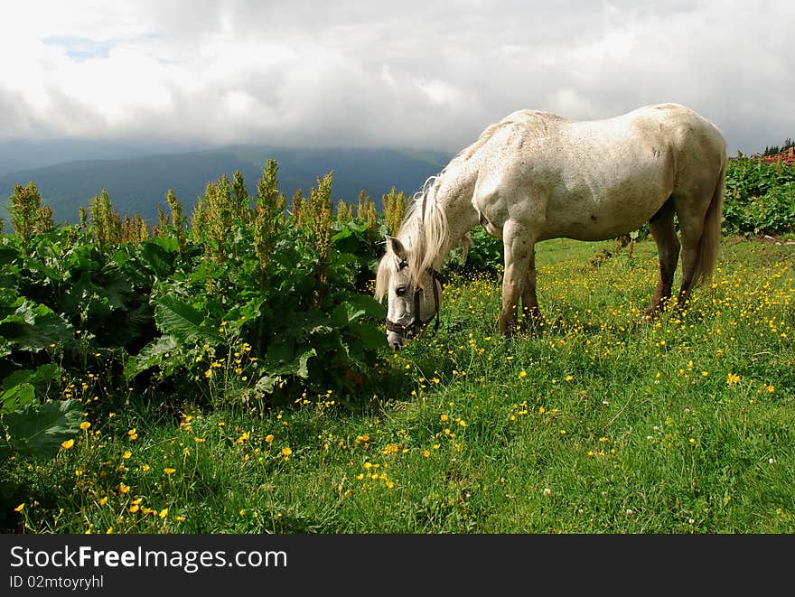 A white horse on a green hillside under clouds. A white horse on a green hillside under clouds.