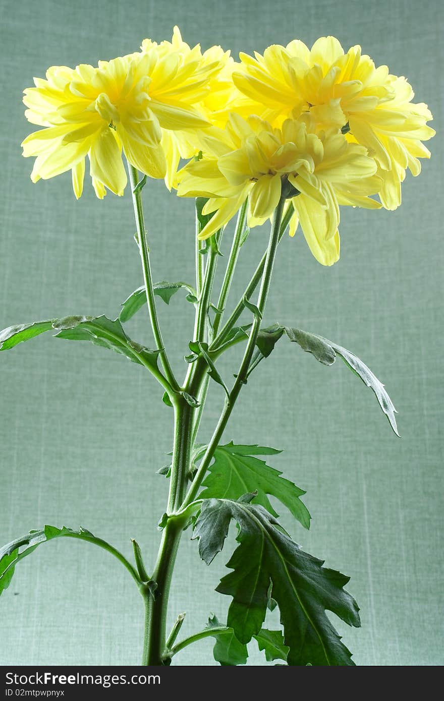 Yellow chrysanthemums