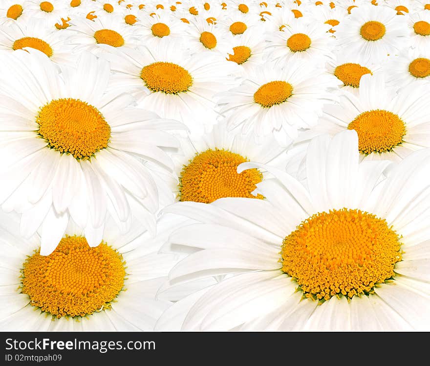 Field white camomile