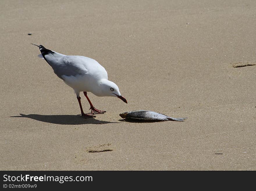 Seagull with fish