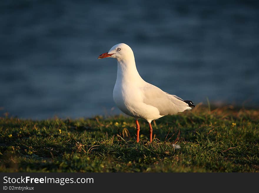 Beautiful Seagull