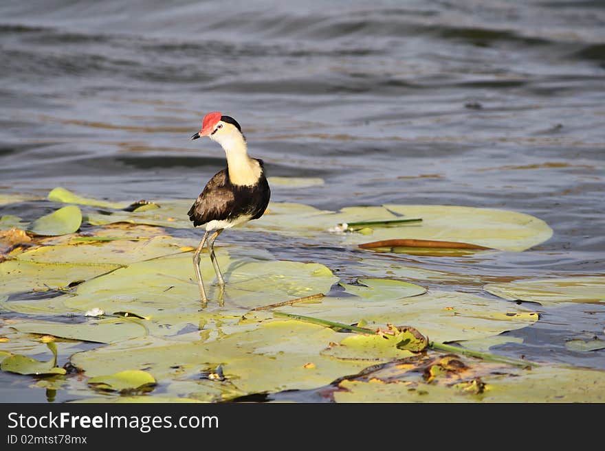 Jacana bird