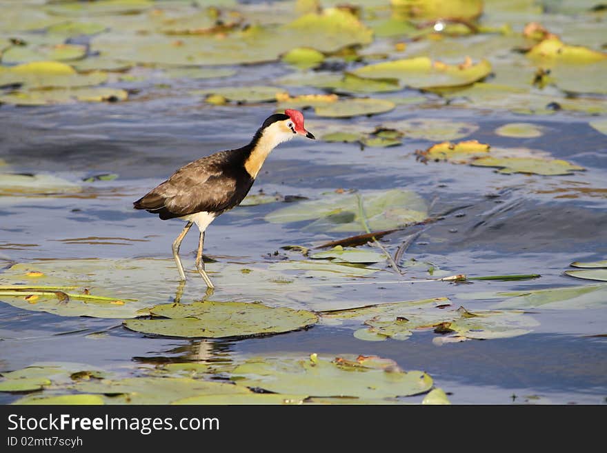 Jacana Bird