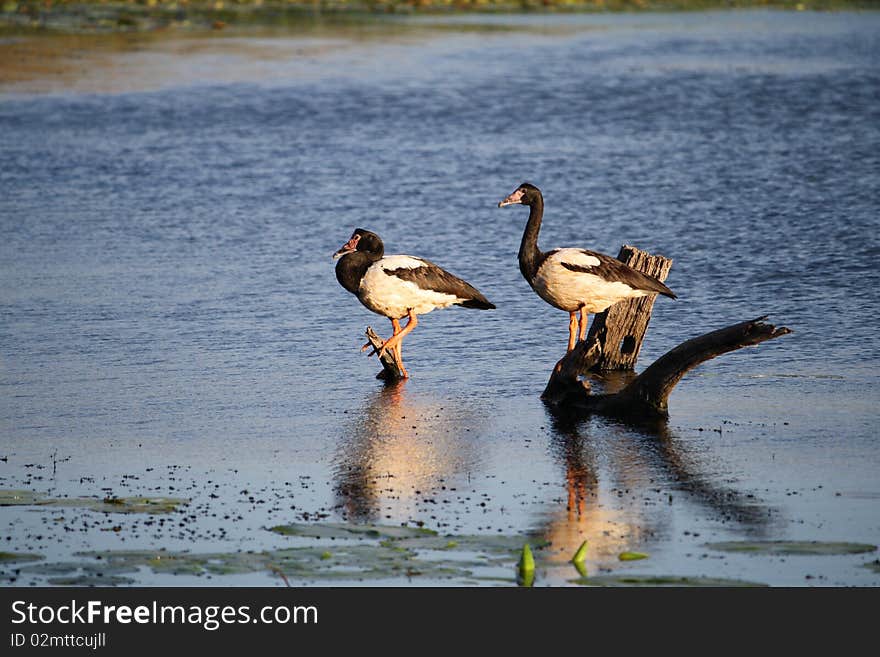 Beautiful Magpie Geese