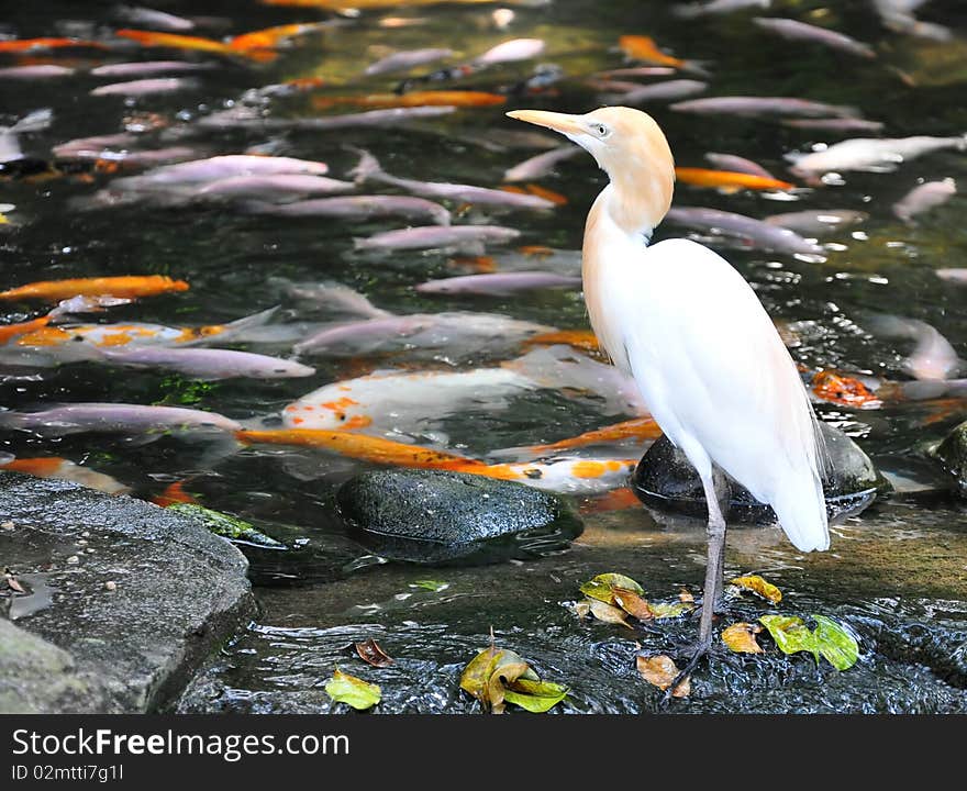 Heron Near A Fish Pond