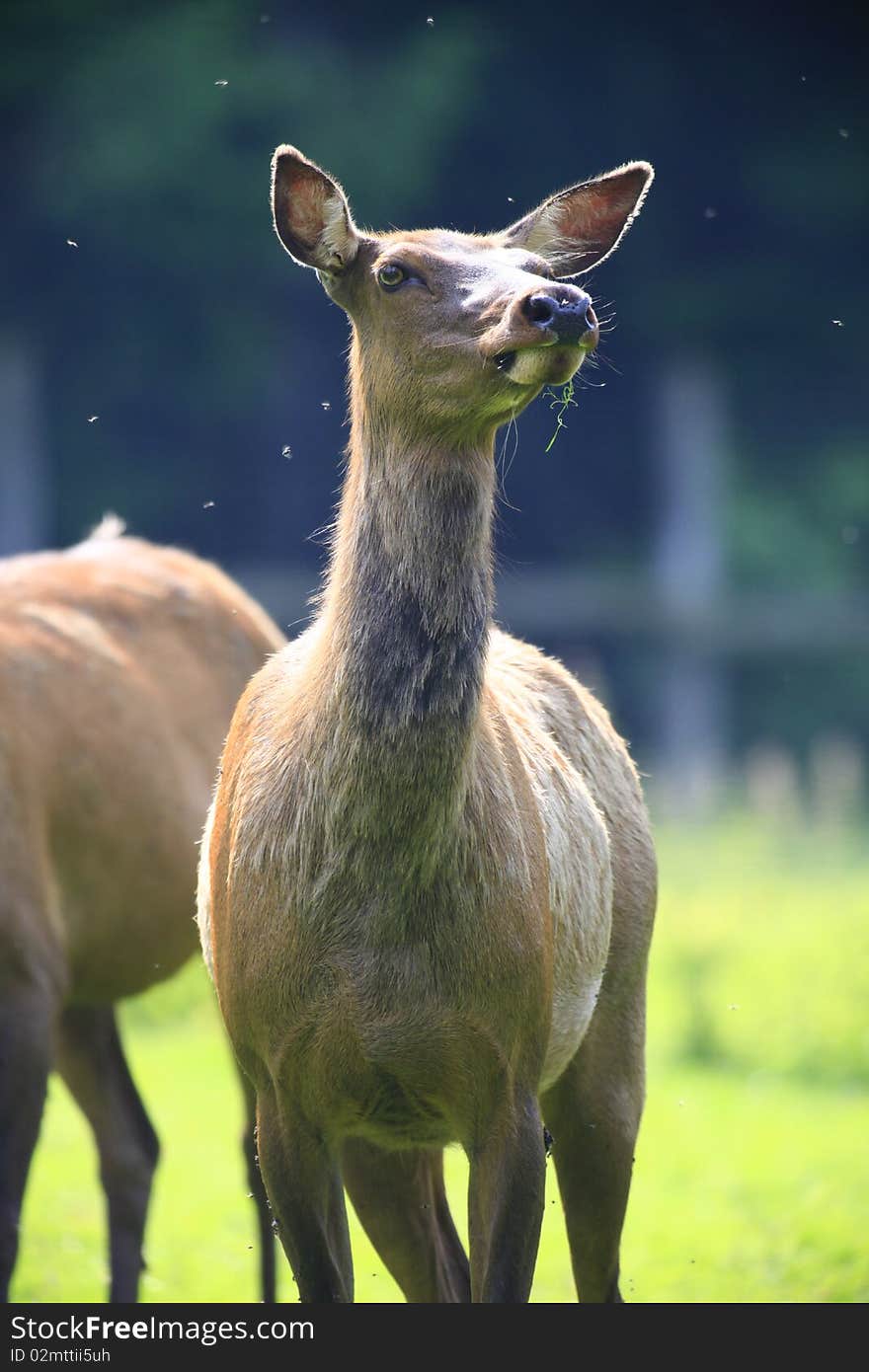 Wapiti Deer