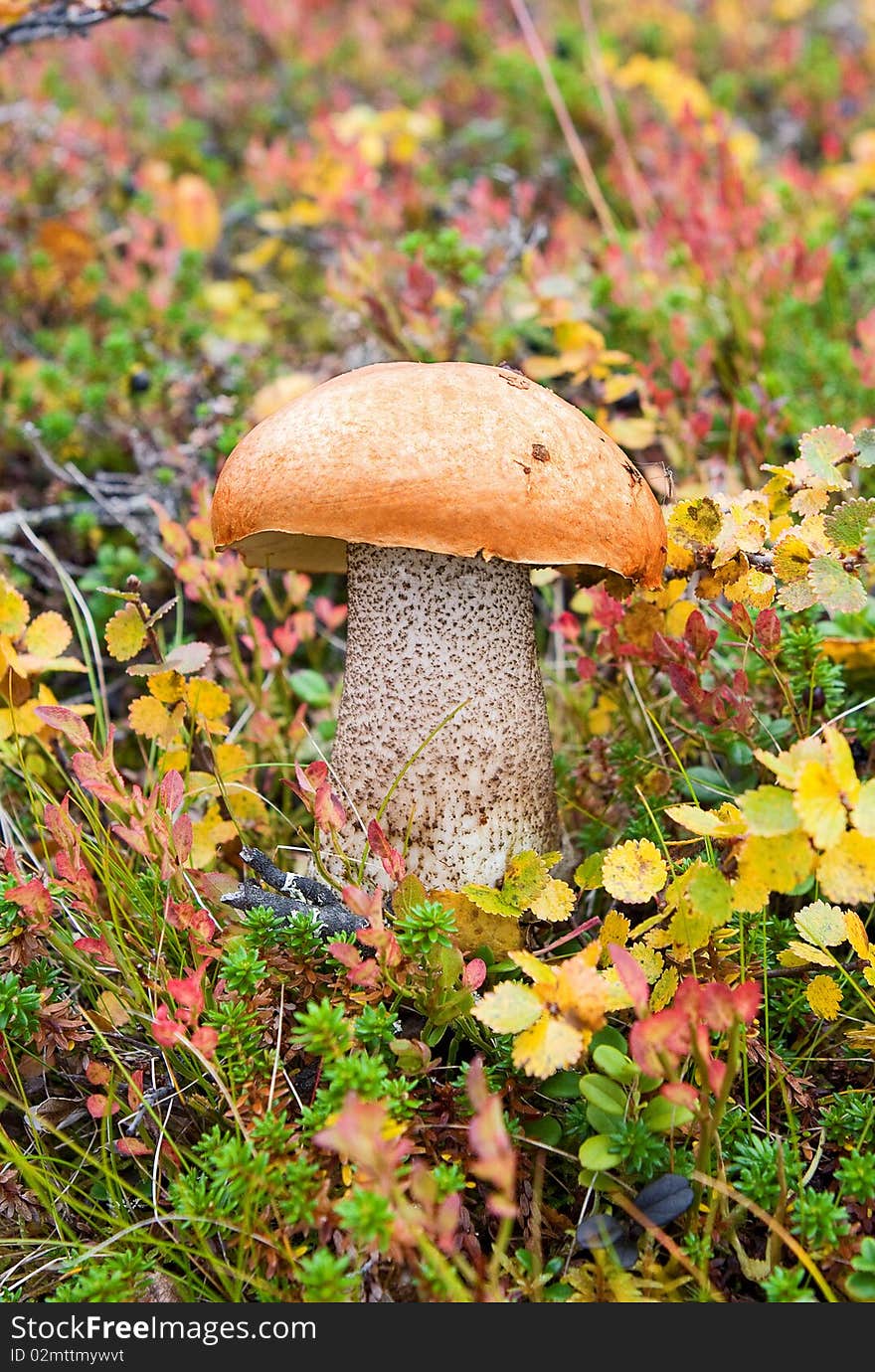 Mushroom in the grass in the autumn forest. Mushroom in the grass in the autumn forest