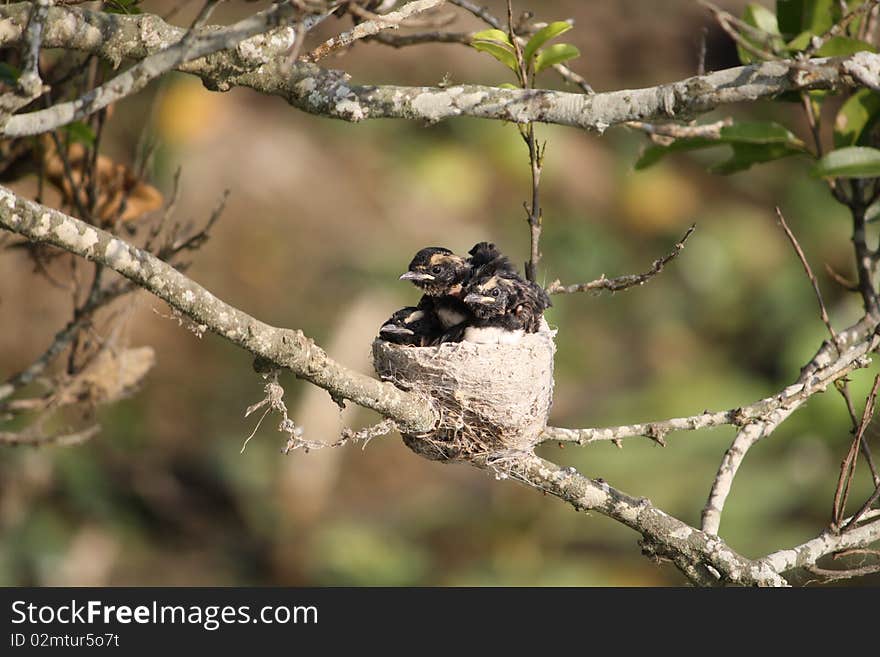 Willie Wagtail chicks in their crowded nest. Willie Wagtail chicks in their crowded nest