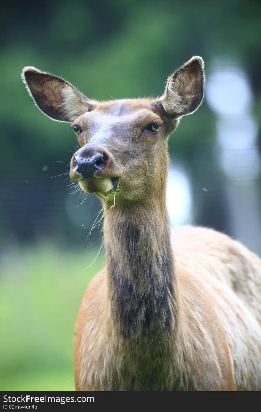 Wapiti deer