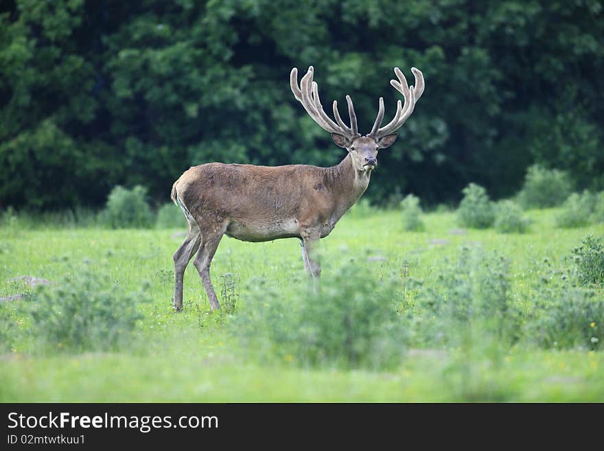 Red deer