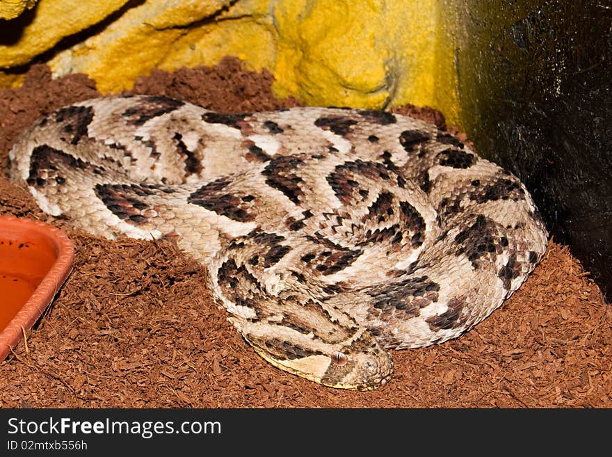 Puff Adder in Terrarium