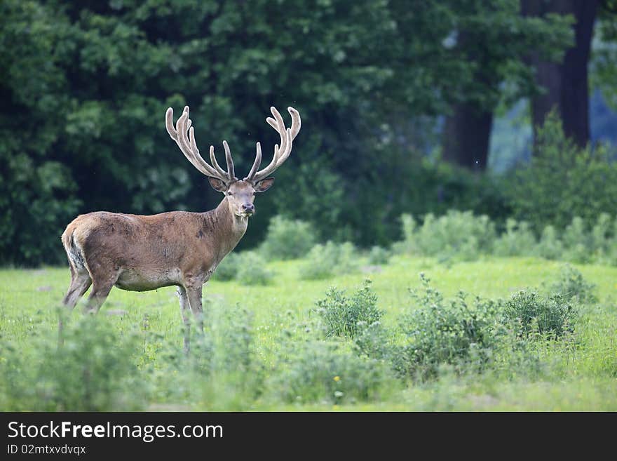 Red deer