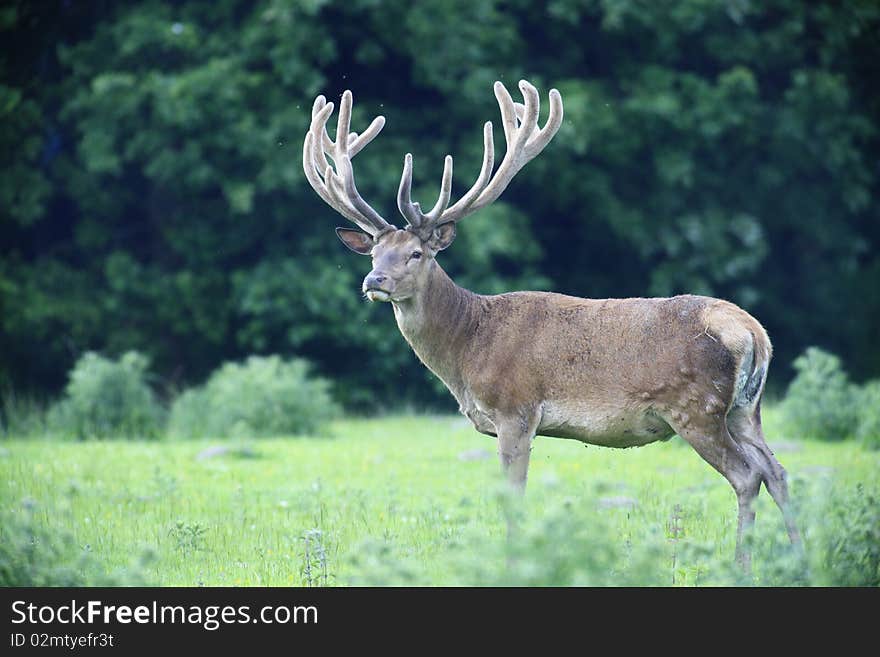 Red Deer