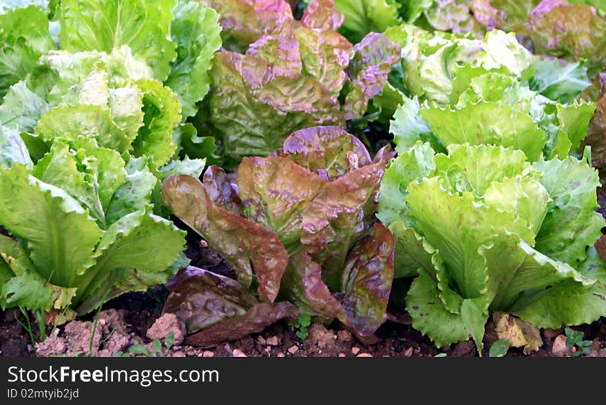 Salad different species on the some vegetable garden bed