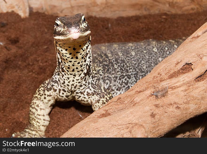 Sand Goanna Portrait