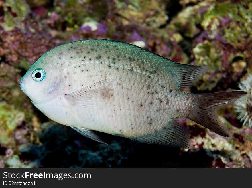 Spiny Chromis In Aquarium