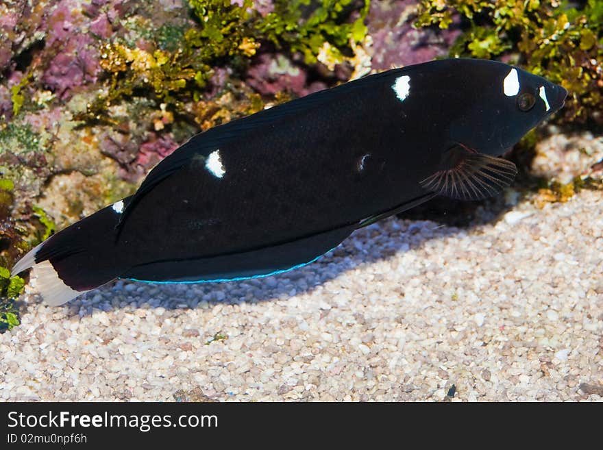 Black Corris Wrasse In Aquarium