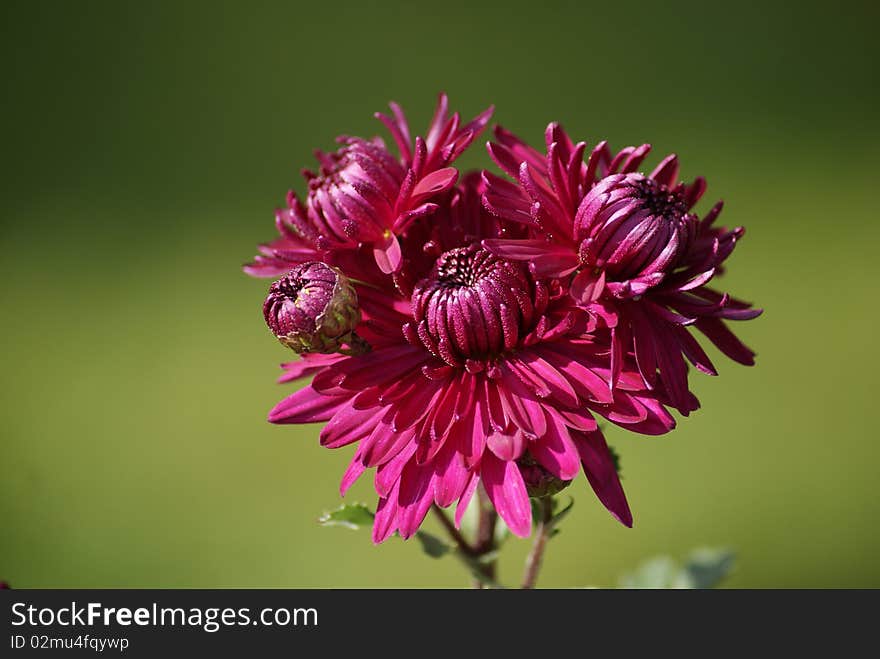 A dark pink ctysantemum on green. A dark pink ctysantemum on green