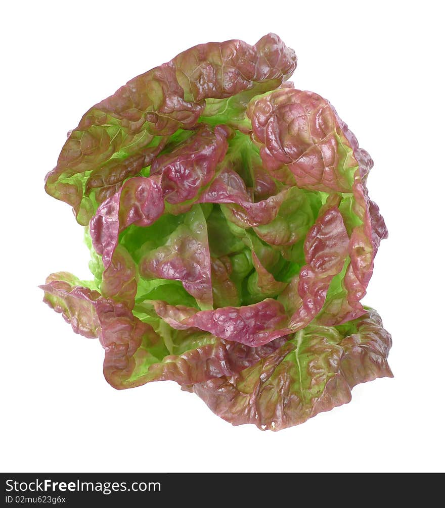 Head of lettuce