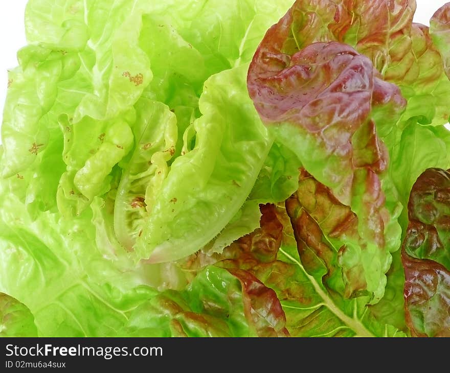 leafs of garden lettuce