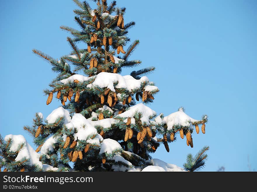 Background From A Fur-tree Covered With Snow