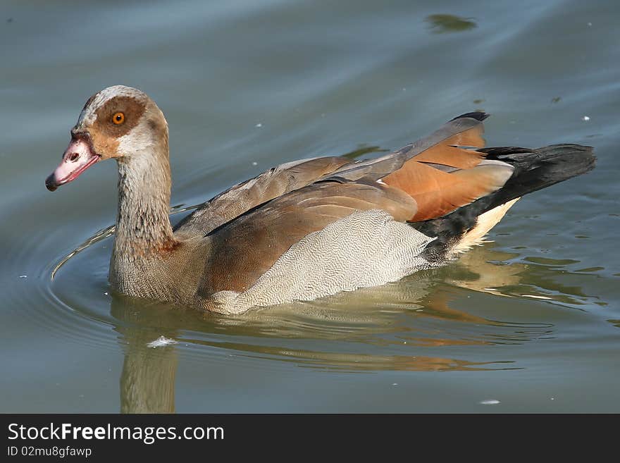 Egyptian goose