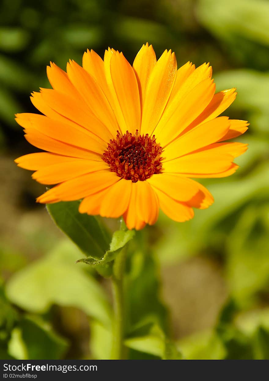 Orange flower in a habitat. Orange flower in a habitat.