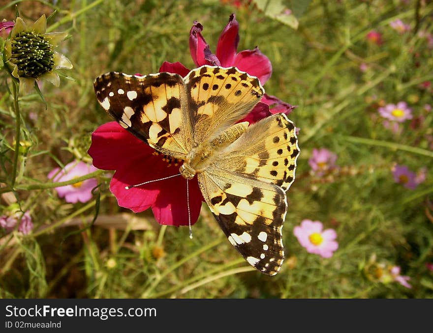 Beautiful butterfly on flower. photografhy