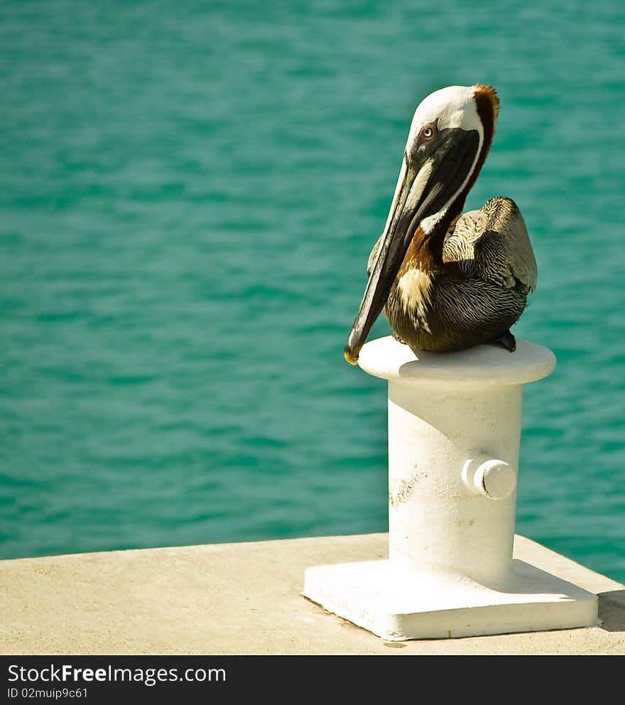 Pelican resting