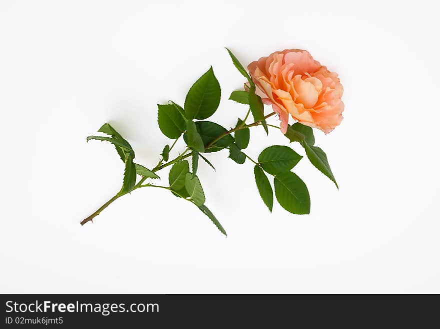 Isolated long stem red rose bud. Isolated long stem red rose bud