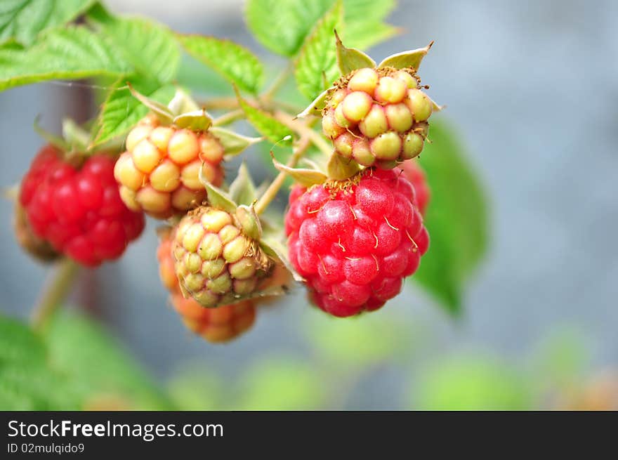 Ripe raspberries in the garden